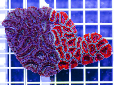 Australian Peerless Rainbow Acanthastrea