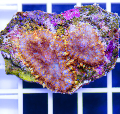 Australian Premium Melting Pot Mushrooms