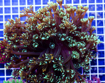 Australian Premium Dipped Alveopora