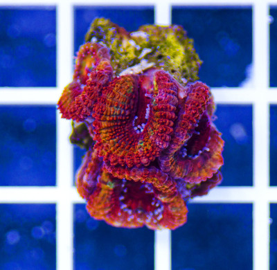 Australian Peerless Acanthastrea