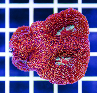 Australian Peerless Acanthastrea bowerbankii