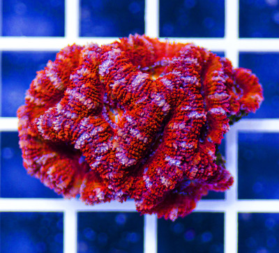 Australian Peerless Acanthastrea