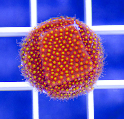Aquacultured Premium Twisted Metal Stylocoeniella (Cyphastrea)