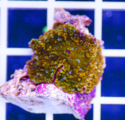 Australian Premium Popped Gold Mushroom