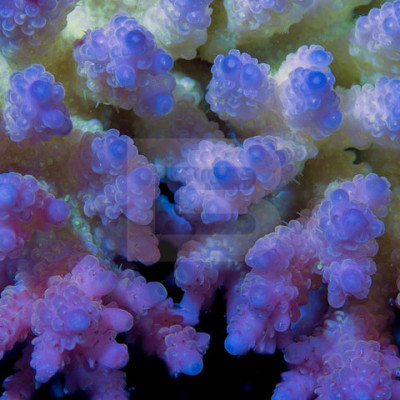 Wane Bow Phi-or-Farts