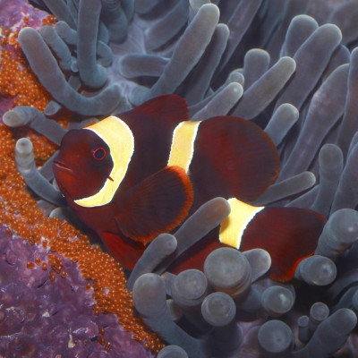 Pair of Wild Caught Gold Stripe Maroon Clownfish
