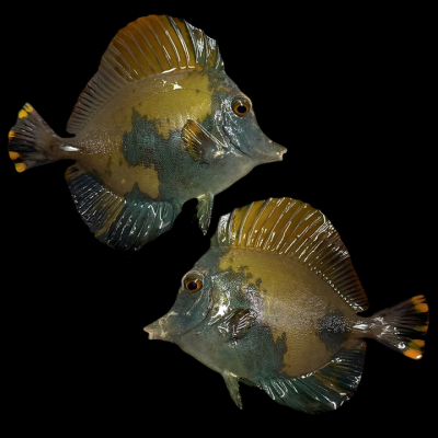 WYSIWYG Koi Tang #1