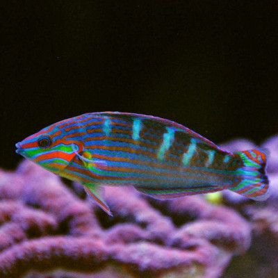 Melanarus Wrasse