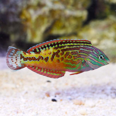 Male Blue Star Leopard Wrasse