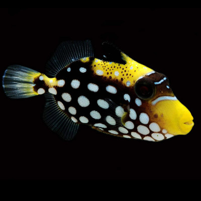 Clown Triggerfish