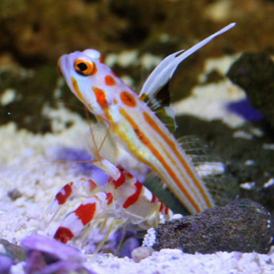 Captive Bred Yasha Goby Candy Cane Pistol Shrimp Pair