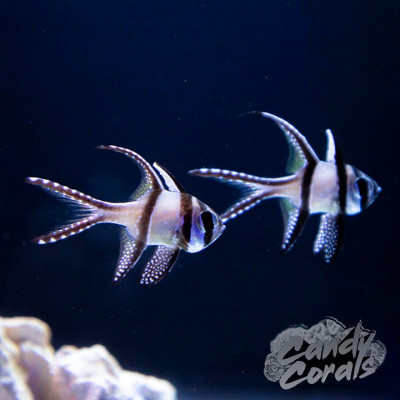 Captive Bred Banggai Cardinal