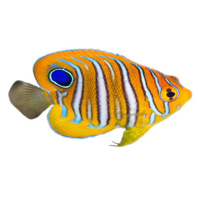 Captive Bred Juvenile Regal Angelfish