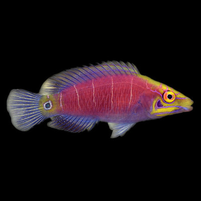Mystery Wrasse