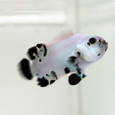 WYSIWYG Black Super Storm Clownfish