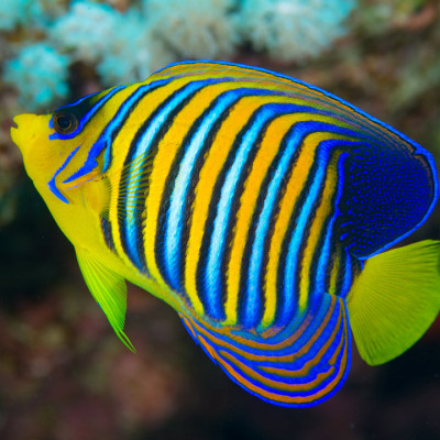Orange Belly Regal Angelfish