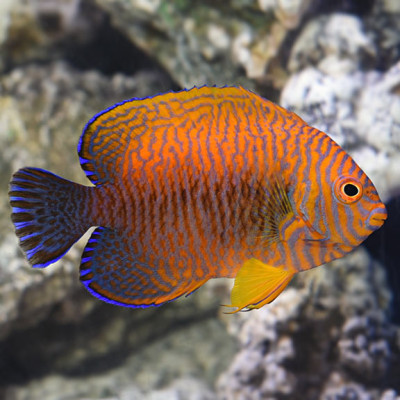 Captive Bred Potter's Angelfish