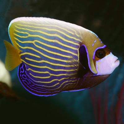 Show Size Christmas Island Yellow Tail Emperor Angelfish