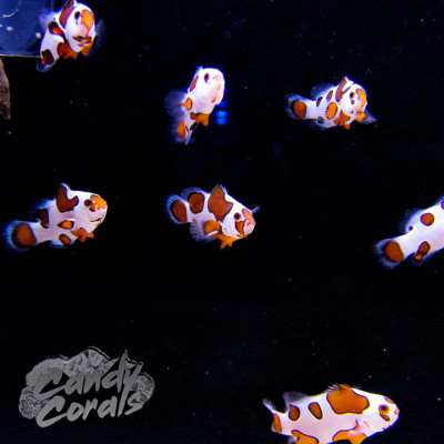 Captive Bred Orange Storm Clownfish