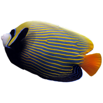 Orange Tail Emperor Angelfish
