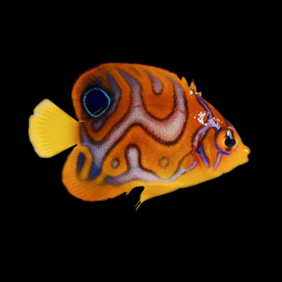Captive Bred Juvenile Misbar White Belly Regal Angelfish