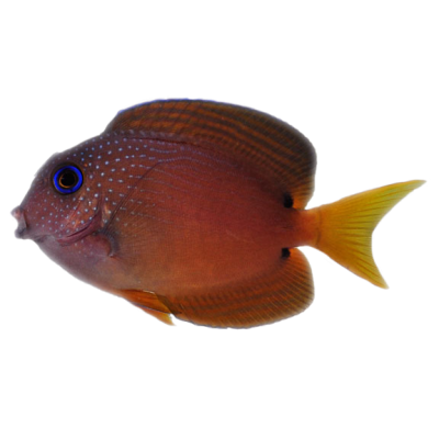 Two Spot Bristletooth Tang