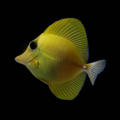 Rare Hybrid Scopas/Yellow Tang