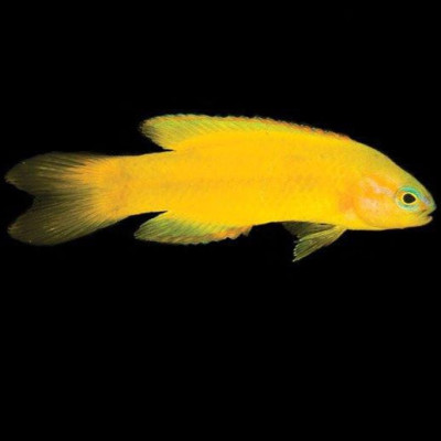 Captive Bred Yellow Assessor Basslet