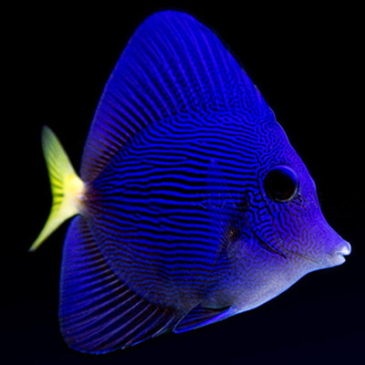 Purple Tang