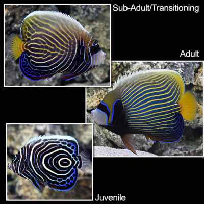 Medium/Large Emperor Angelfish