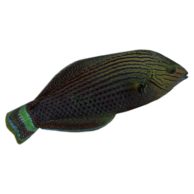 Dusky Margined Wrasse