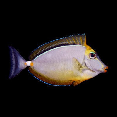 Blonde Naso Tang