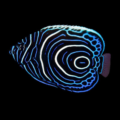 Juvenile Emperor Angelfish