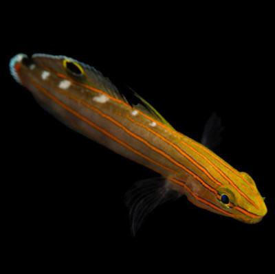 Court Jester Goby
