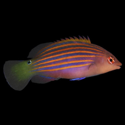 Six Line Wrasse