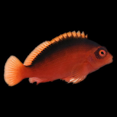 Flame Hawkfish