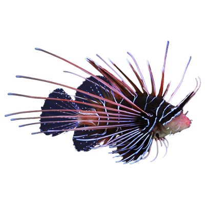 Tailbar Lionfish