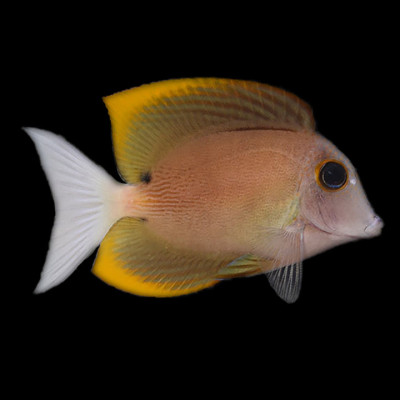 Tomini Tang