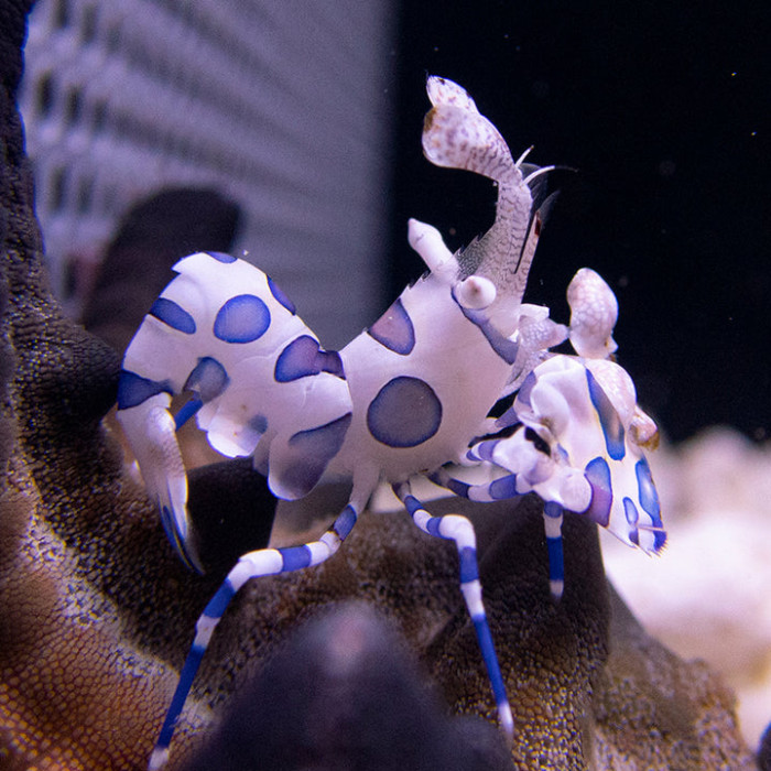 Harlequin Shrimp