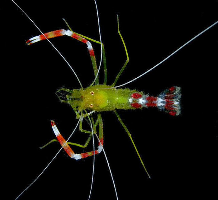 Coral Banded Shrimp