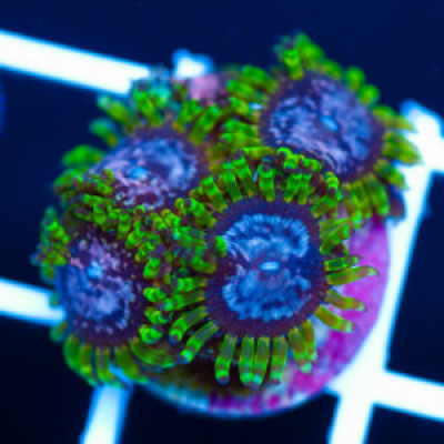 WWC Purple Monsters #2