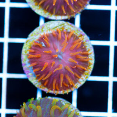 CC Flame Tip Diaseris Plate #2