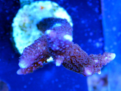 Purple Montipora Digitata