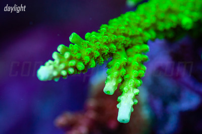 Bali Green Slimer
