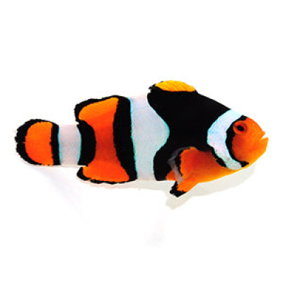 Clownfish True Percula Fullbar Extra Black