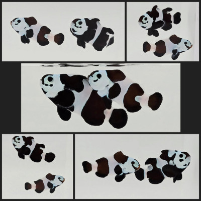 Clownfish Bonded Pair Black Storm Semi