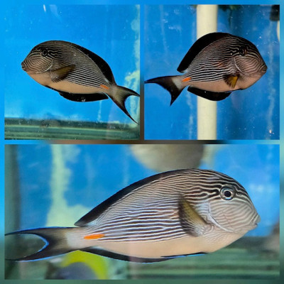 Red Sea Sohal Tang