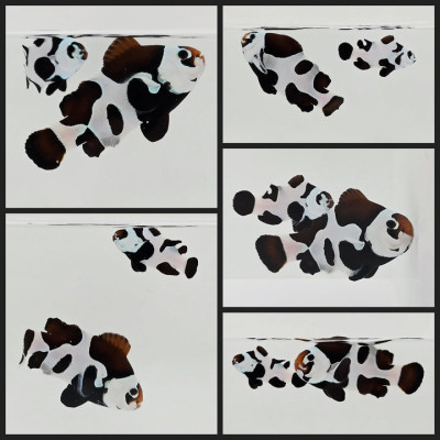 Clownfish Bonded Pair Black Storm