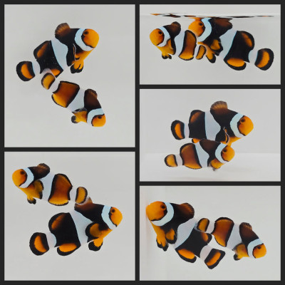Clownfish Bonded Pair Percularis Full-Bar
