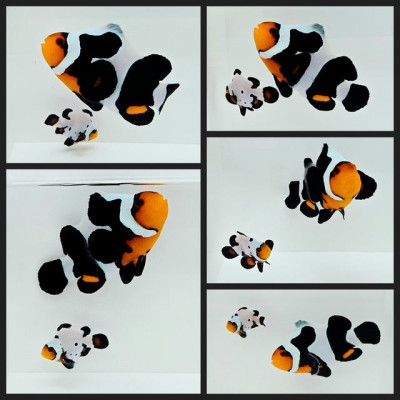 Clownfish Bonded Pair MochaVinci/Blacker Ice Special Stubby